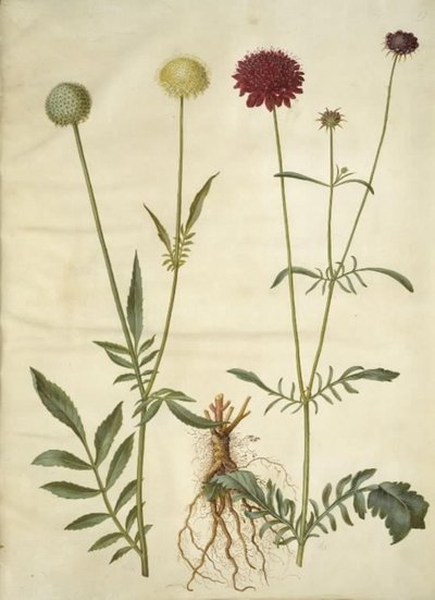 Cephalaria leucantha (testa bianca); Scabiosa atropurpurea (fiore della vedova) da Hans Simon Holtzbecker