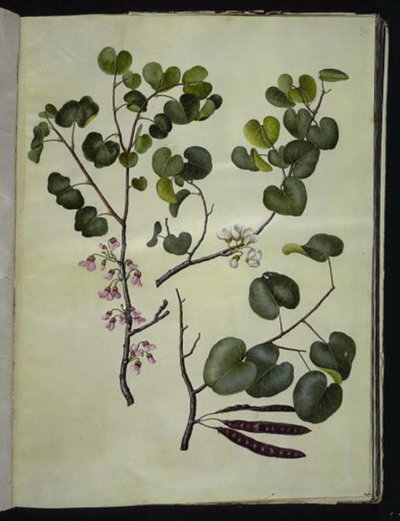 Cercis siliquastrum (albero di Giuda comune) da Hans Simon Holtzbecker