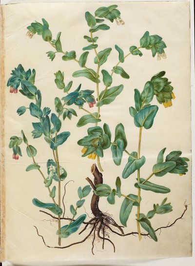 Cerinthe major (grande cerinte) da Hans Simon Holtzbecker
