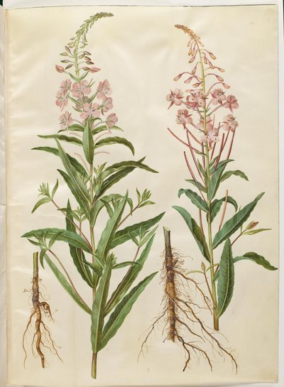 Chamerion angustifolium (epilobio a foglie strette) da Hans Simon Holtzbecker
