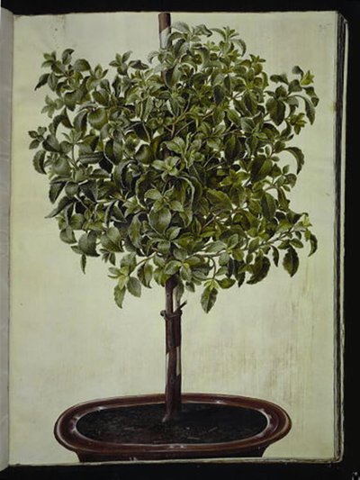 Cistus creticus da Hans Simon Holtzbecker