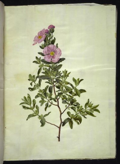 Cistus creticus (cisto di Creta) da Hans Simon Holtzbecker