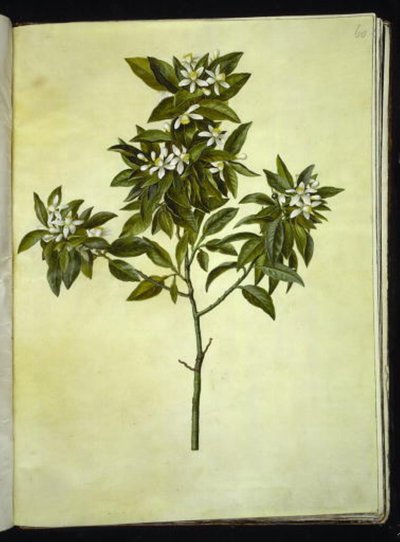 Citrus aurantium (arancio amaro) da Hans Simon Holtzbecker
