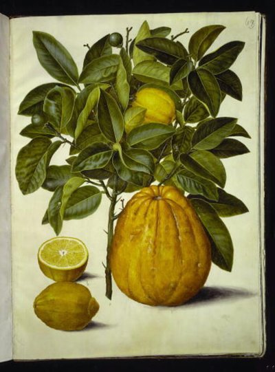 Citrus limon (limone comune); Citrus maxima (pompelmo) da Hans Simon Holtzbecker