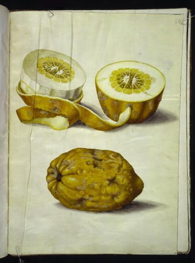 Cedro (Citrus medica) da Hans Simon Holtzbecker