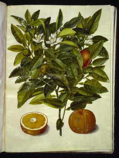 Citrus sinensis (arancia) da Hans Simon Holtzbecker