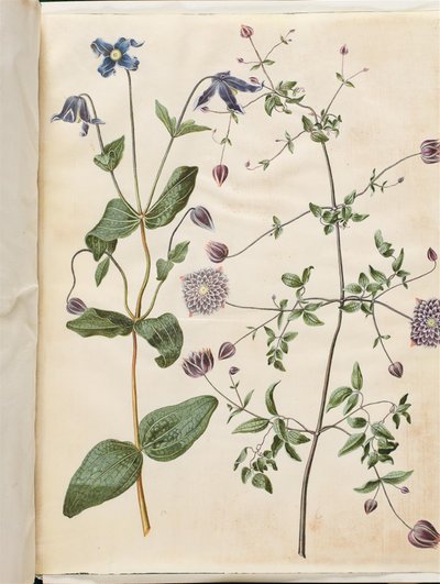 Clematis integrifolia (clematide blu); Clematis viticella (clematide italiana) da Hans Simon Holtzbecker
