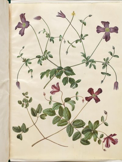 Clematis viticella (rampicante italiano) da Hans Simon Holtzbecker