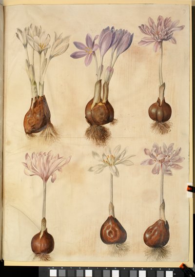 Colchicum autumnale da Hans Simon Holtzbecker