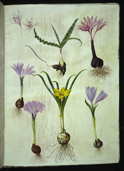 Colchicum variegatum (colchico variegato); Bulbocodium vernum (bulbocodio di primavera); Sternbergia lutea (sternbergia comune) da Hans Simon Holtzbecker
