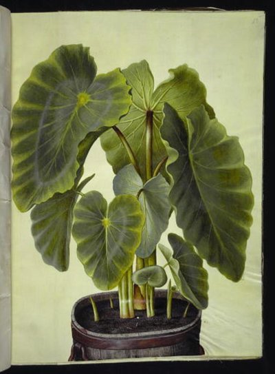 Colocasia esculenta (taro) da Hans Simon Holtzbecker