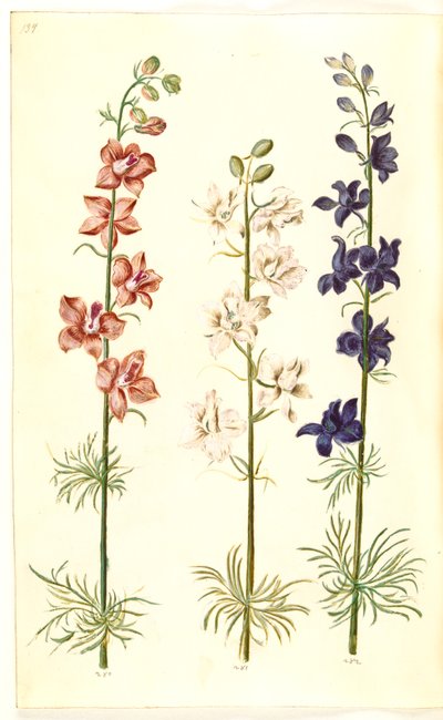 Consolida ajacis (delphinium) da Hans Simon Holtzbecker