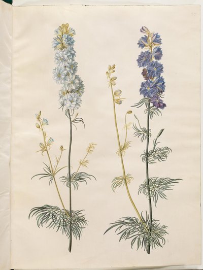 Consolida ajacis (delphinium) da Hans Simon Holtzbecker
