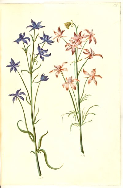 Consolida regalis da Hans Simon Holtzbecker