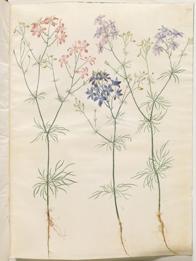 Consolida regalis (korn-ridderspore) da Hans Simon Holtzbecker