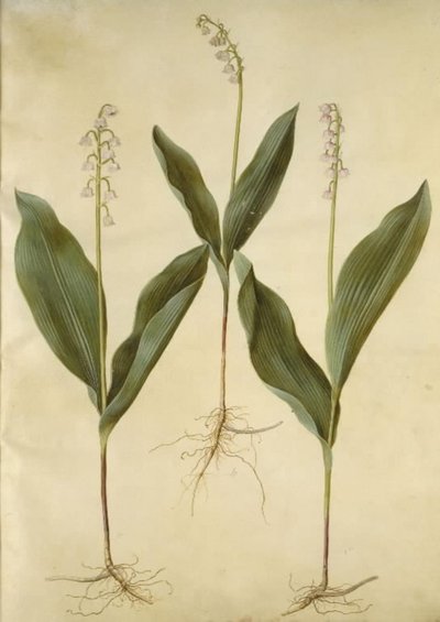 Convallaria majalis (mughetto); Convallaria majalis (varietà di mughetto) da Hans Simon Holtzbecker