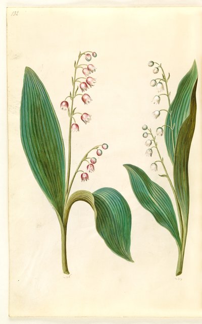 Convallaria majalis rosea (mughetto rosa); Convallaria majalis (mughetto) da Hans Simon Holtzbecker