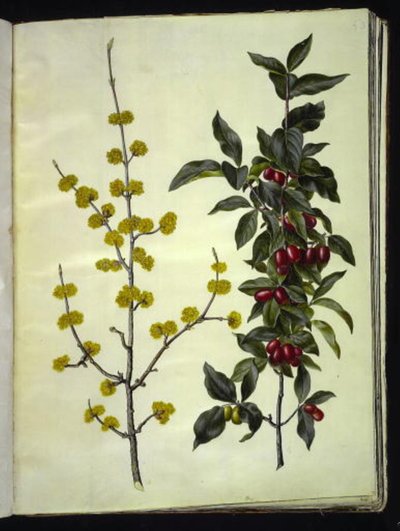 Cornus mas (corniolo) da Hans Simon Holtzbecker