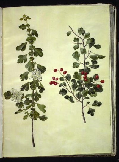Crataegus laevigata da Hans Simon Holtzbecker