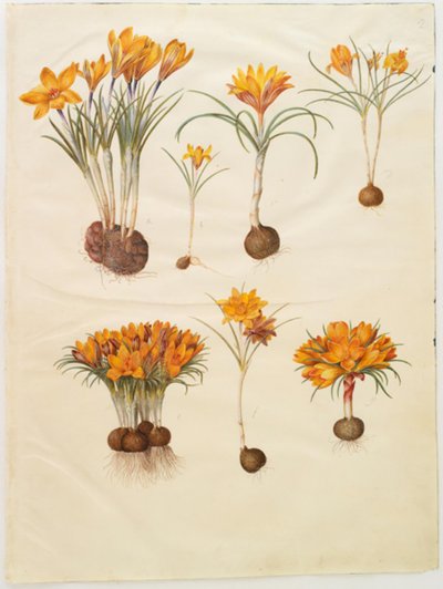 Crocus angustifolius (crocus dei Balcani) da Hans Simon Holtzbecker