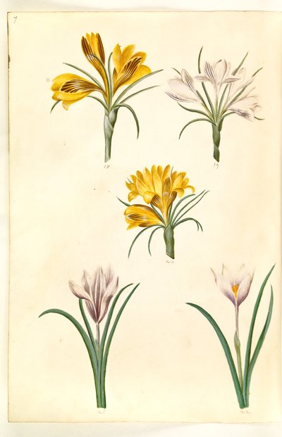 Crocus angustifolius; Crocus versicolor; Crocus vernus (?) da Hans Simon Holtzbecker