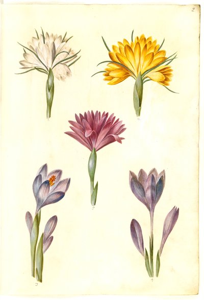 Crocus vernus (crocus di primavera); Crocus angustifolius (crocus dei Balcani); Bulbocodium vernum (?) (fiore di primavera) da Hans Simon Holtzbecker