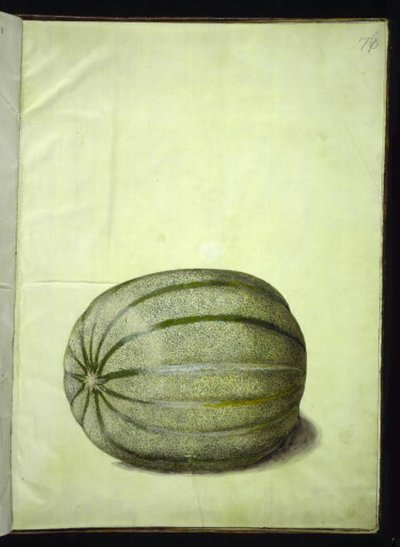 Cucumis melo (melone) da Hans Simon Holtzbecker