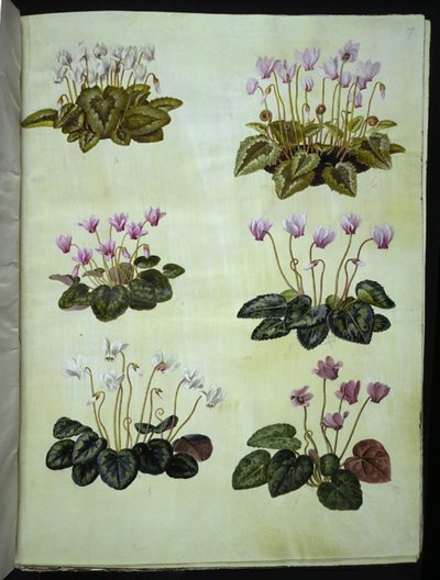 Cyclamen hederifolium (ciclamino edera); Cyclamen purpurascens (ciclamino vero) da Hans Simon Holtzbecker