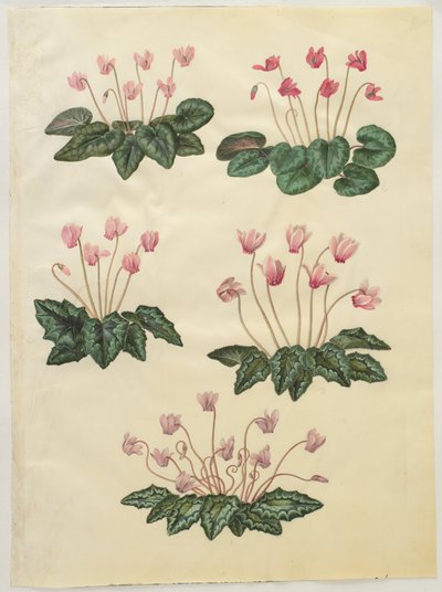 Ciclamino purpurascens; Ciclamino hederifolium da Hans Simon Holtzbecker