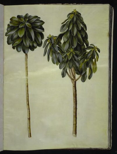 Daphne laureola (lauro-dafne) da Hans Simon Holtzbecker