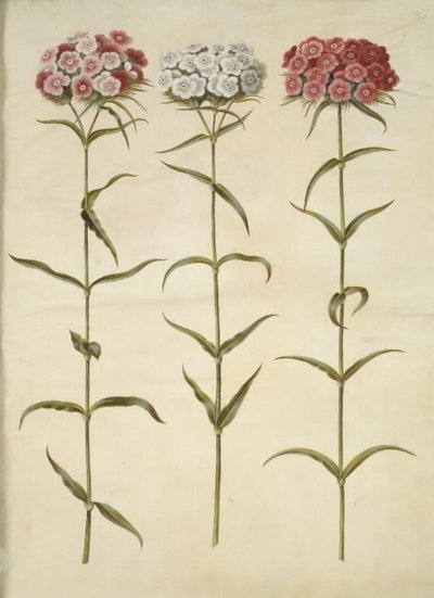 Dianthus barbatus (garofano dei poeti) da Hans Simon Holtzbecker