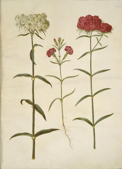 Dianthus barbatus (garofano dei poeti); Dianthus (specie di garofano) da Hans Simon Holtzbecker