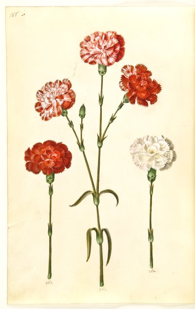 Dianthus caryophyllus (garofano) da Hans Simon Holtzbecker