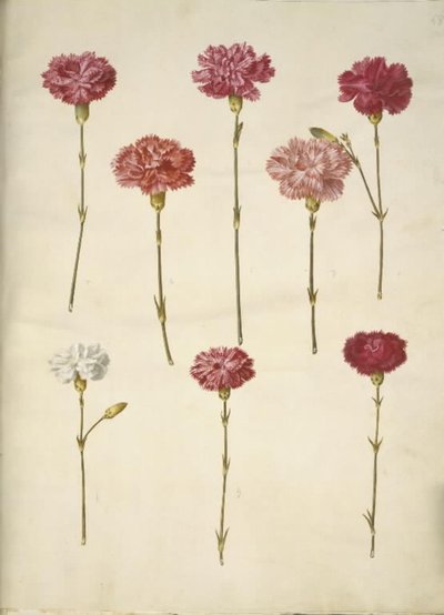 Dianthus caryophyllus (garofano) da Hans Simon Holtzbecker