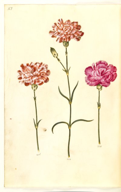Dianthus caryophyllus (garofano) da Hans Simon Holtzbecker