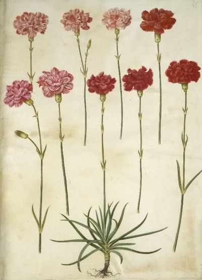 Dianthus caryophyllus da Hans Simon Holtzbecker