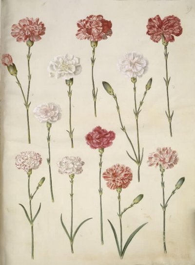 Dianthus caryophyllus (garofano) da Hans Simon Holtzbecker