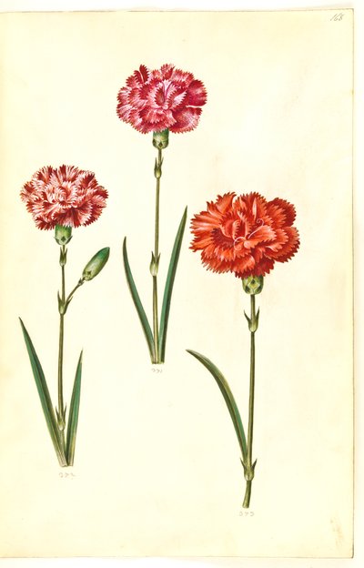 Dianthus caryophyllus (garofano) da Hans Simon Holtzbecker