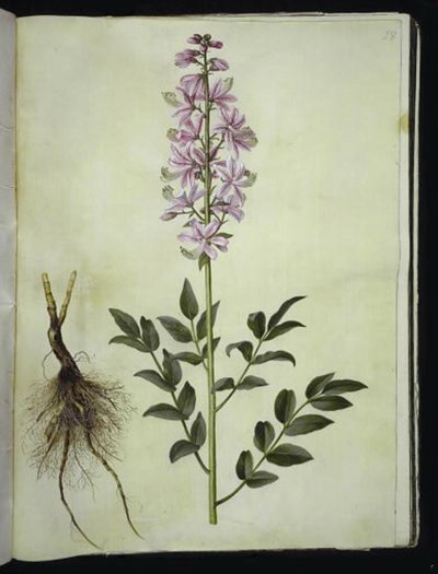 Dictamnus albus (dittamo bianco) da Hans Simon Holtzbecker