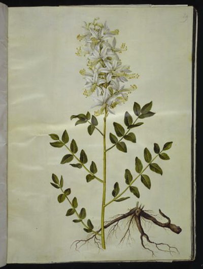 Dictamnus albus (dittamo bianco) da Hans Simon Holtzbecker