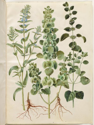 Dracocephalum moldavica; Moluccella spinosa; Melissa officinalis da Hans Simon Holtzbecker