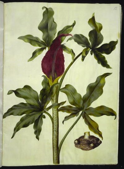 Dracunculus vulgaris (dracunculo comune) da Hans Simon Holtzbecker