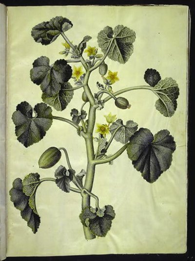 Ecballium elaterium (cetriolo selvatico) da Hans Simon Holtzbecker