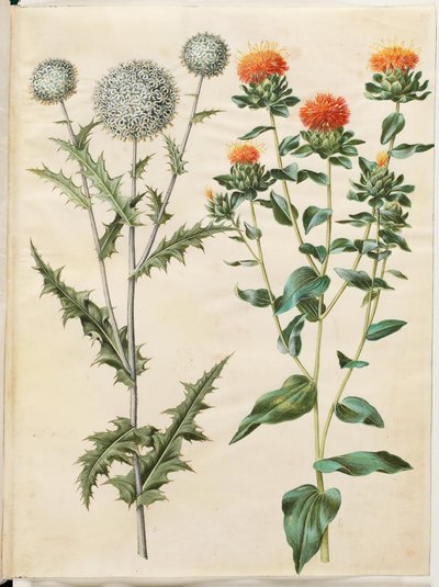Echinops sphaerocephalus (cardo sferico); Carthamus tinctorius (cartamo) da Hans Simon Holtzbecker