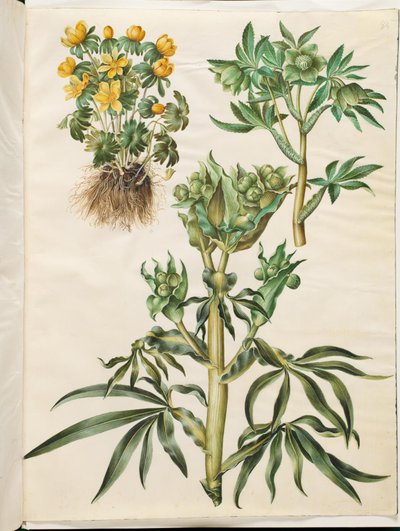 Eranthis hyemalis (eranthis); Helleborus viridis (elleboro verde); Helleborus foetidus (elleboro puzzolente) da Hans Simon Holtzbecker