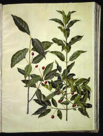 Euonymus latifolius; Euonymus europaeus da Hans Simon Holtzbecker