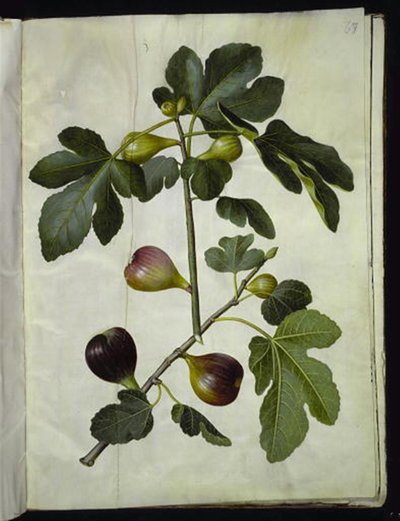Ficus carica (fico comune) da Hans Simon Holtzbecker