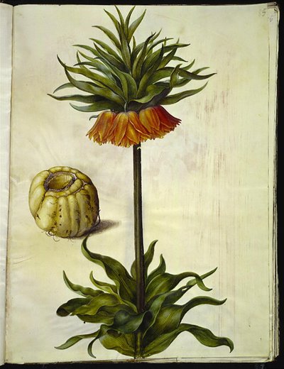 Fritillaria imperialis (corona imperiale) da Hans Simon Holtzbecker
