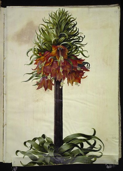 Fritillaria imperialis (corona imperiale) da Hans Simon Holtzbecker