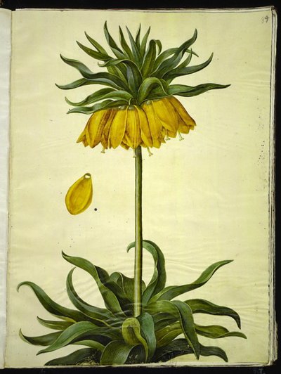 Fritillaria imperialis (corona imperiale) da Hans Simon Holtzbecker